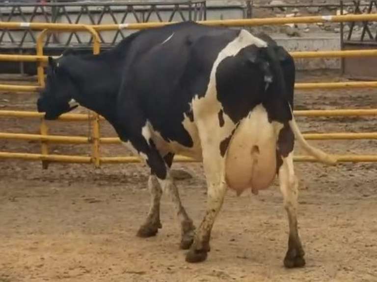 Fresh 1-26-21  Milk 90 3.5%F 3.1%P 174 SCC (K) Lact 3 Bred 8-30 To 29HO18636 305me 35533  Sire 529HO14335  Mgs HB2013 | 2 3 3 3 2 12  | Big Teats