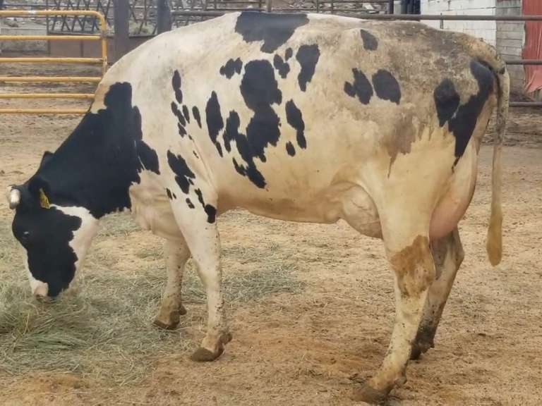 Fresh 5-6-21  Milk 88 3.8%F 3%P 33 SCC (K) Lact 2 Bred 9-10 To INFOCUS 305me 24761  Sire 29HO17516  Mgs 29HO14615 | 4 3 4 3 3 13  | 4 STAR-Horn Left Side