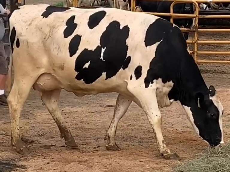 Fresh 9-12-20  Milk 54 5%F 3.9%P 87 SCC (K) Lact 1 Due 12-3 To 29HO18343 305me 25205  Sire 29HO17607  Mgs 29HO13664 | 4 2 3 4 4 16 Y | 4 STAR Udder