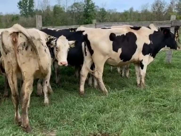 18 Holstein Bred Heifers | Preg 60-110 Days to Simplicty-P Son | 28  29  2539  2559  2568  2570  2573  2574  2575  2576  2577   2581  2584  2585  2587  2591  2592  2593