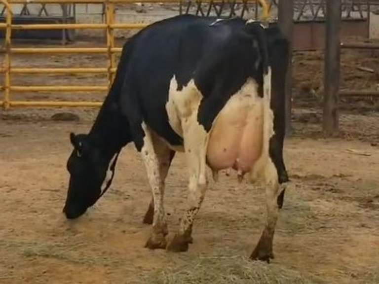 Fresh 5-8-21  Milk 94 4%F 3.1%P 47 SCC (K) Lact 2 Bred 9-14 To 29HO19369 305me 30460  Sire 29HO17607  Mgs 29HO14311 | 3 2 3 3 2 11  | Udder Sore, Long Teats, Block on Foot But OK