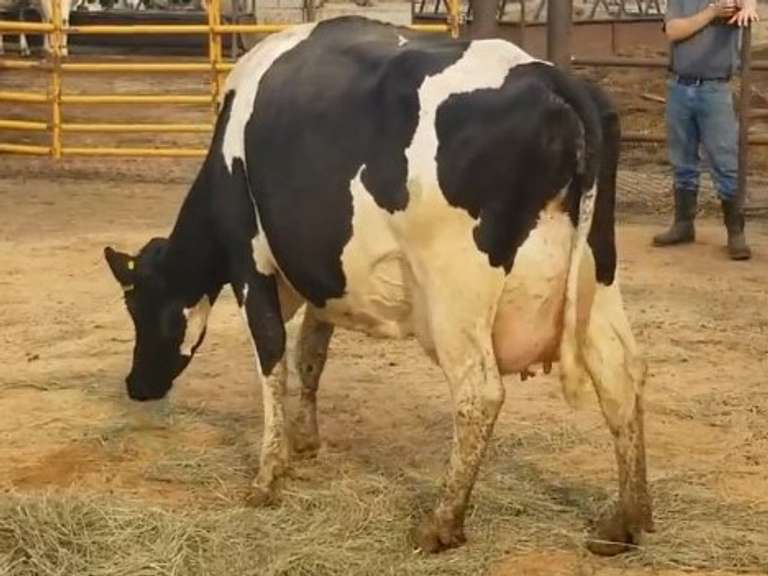 Fresh 2-14-21  Milk 78 3.7%F 3.1%P 19 SCC (K) Lact 2 Due 1-23 To 29HO19287 305me 30281  Sire 29HO18077  Mgs 29HO13325 | 3 3 3 3 3 12  | Reverse Tilt