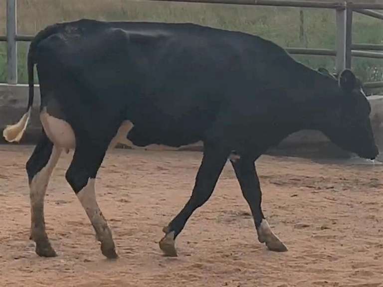 Fresh 5-18 Mkg 82# 3.2 3.1 SCC-14K 1st Lact Due 5-21 to 29H19426 | 4 3 3 3 2 | 4 STAR Udder