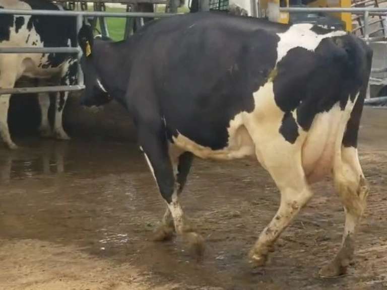 Fresh 9-2-20  Milk 94 5.3%F 3.9%P 62 SCC (K) Lact 3 Due 12-25 To 29HO18166 305me 34875  Sire 29HO14427  Mgs 529HO13383 | 3 2 2 3 3 12  |