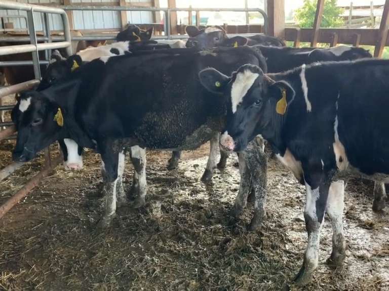 6 Holstein Open Heifers | Born 7-18 to 10-6-20 , Est Weight 600# | 2615  2616  2617  2620  2621  2622