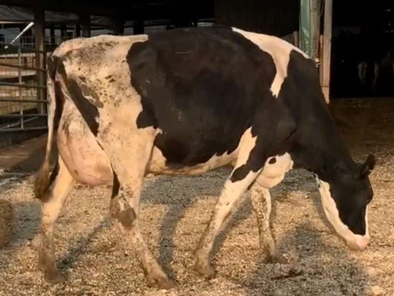 Fresh 5-30 Mkg 75# 2.5 2.7 SCC-14K 2rd Lact Bred 8-22 | 4 4 4 3 2 14| 4 STAR