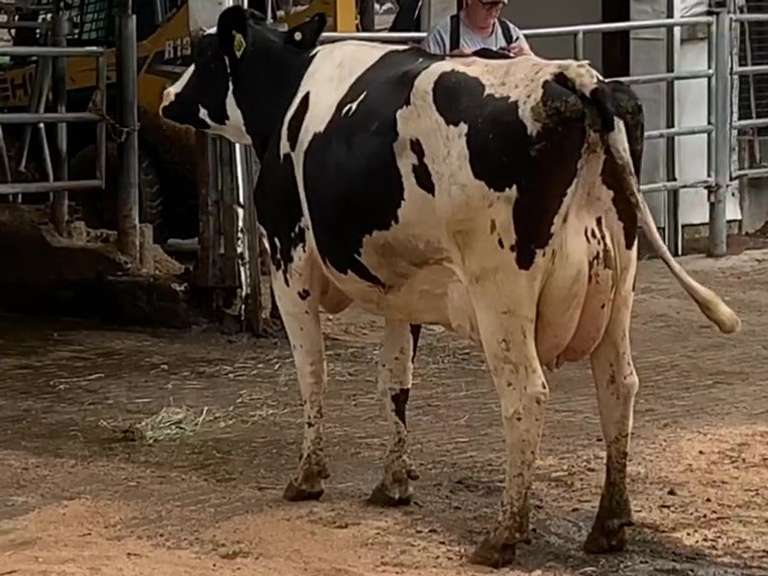 Fresh 3-23-21  Milk 72 4.6%F 3.9%P 13 SCC (K) Lact 2 Due 3-2 To INFOCUS 305me 23920  Sire 29HO17516  Mgs 29HO13363 | 5 4 4 3 3 13  | 4 STAR |  Close Teats