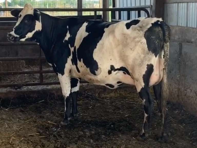 Fresh 9-4 1st Lact