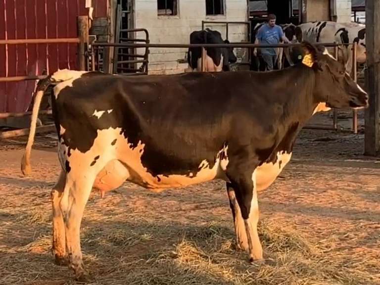 Fresh 6-20-21  Milk 72 4.1%F 3.3%P 303 SCC (K) Lact 1 Due 5-25 To 29HO17947 305me 23985  Sire 29HO18636  Mgs 529HO14768 | 3 3 3 2 3 11 Y | Small Teats, Slight Wide
