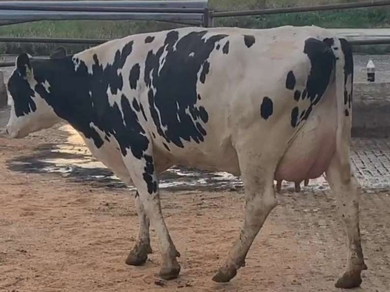 3 Preg 1st Lact Due in April | Group Avg 96# Milk 71K SCC | Top Heifer 120# !! | 489 514 528