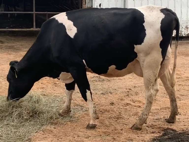 6 Preg 1st Lact Due in March | Group Avg 81# Milk 48K SCC | 410 454 461 482 497 518