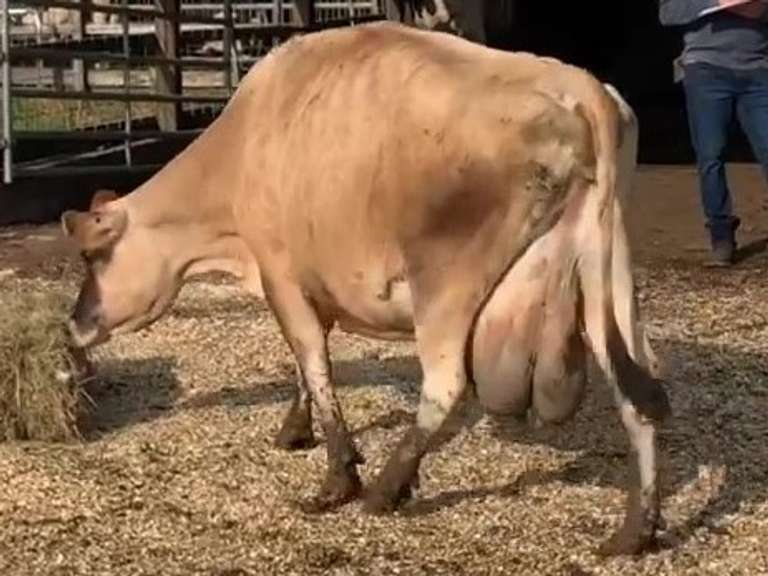 Dry & Dry Treated Due 9-24  Coming 5th Calf | 2 3 3 2 2 10 |