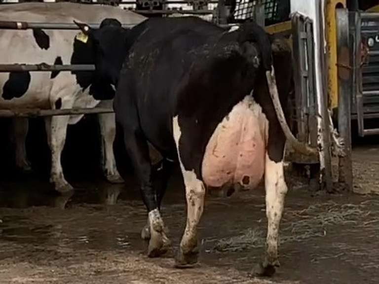 4 Fresh 4th+ Lact | Group Avg 81# Milk 101K SCC | Fresh 7-1 to 9-9, 2 Serviced | Top Cow 96# | #1653 Bred 9-25 29H19426 | 18 59 61 1653