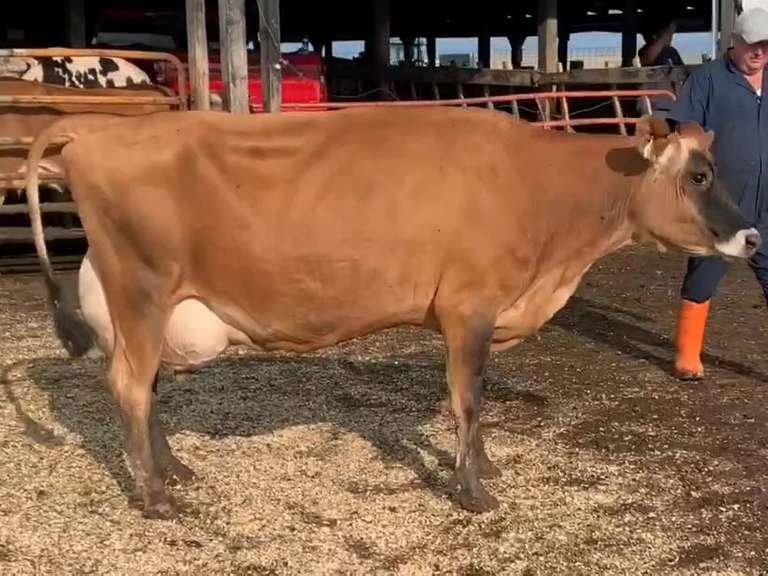 Dry & Dry Treated Due 10-30 Coming 4th Calf | 3 3 3 3 3 11 |
