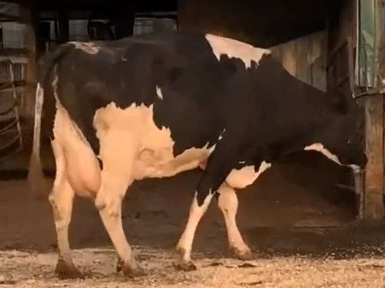 Dry & Dry Treated Due 11-11  Coming 6th Calf | 3 2 2 4 3 15 | Limp