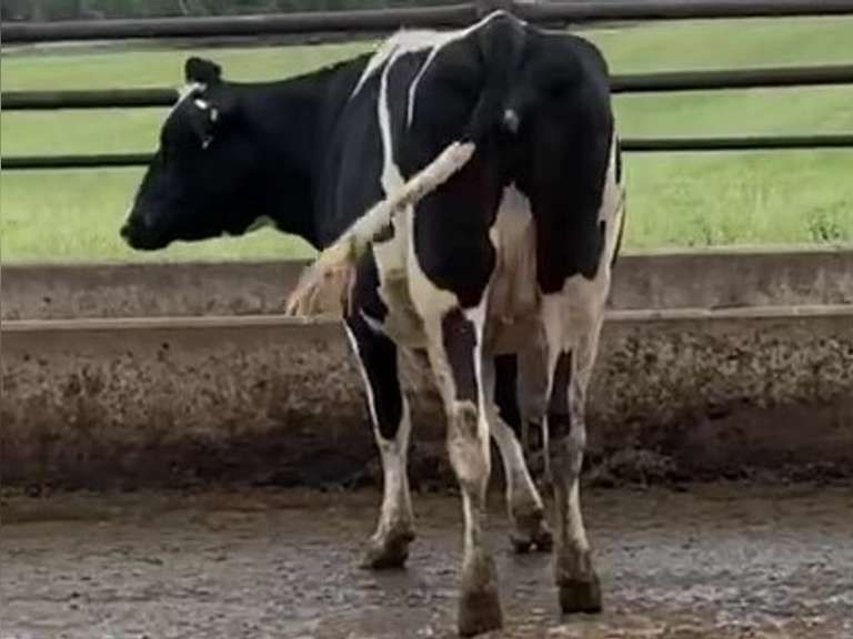 5 Heifers Due in October | pNM$ Avg 176 | Dams 305me Avg 31982# | 557 581 584 586 594