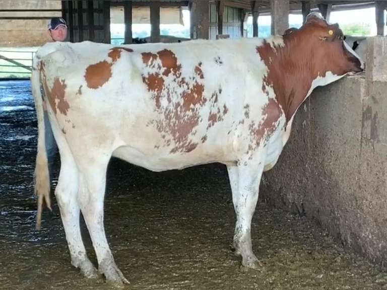 Bred Heifer | Preg 4 1/2 Months to Simplicity-P Son