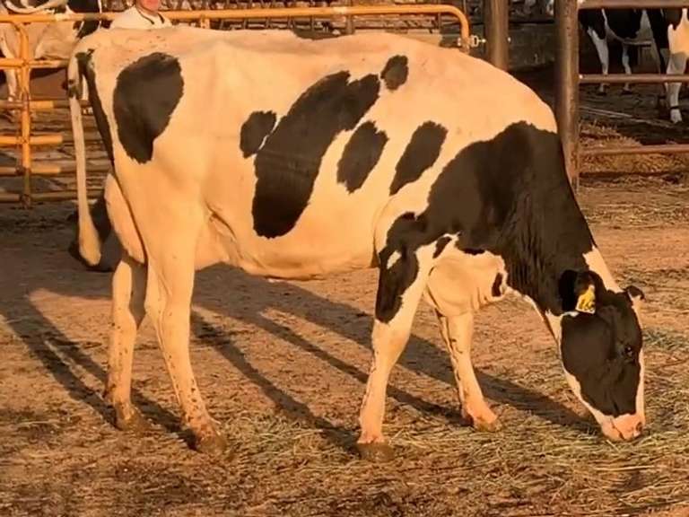 7 Dry & Dry Treated | Coming 2nd Calf | Due in November | 305me Avg 31963# | 405 412 424 447 452 464 468
