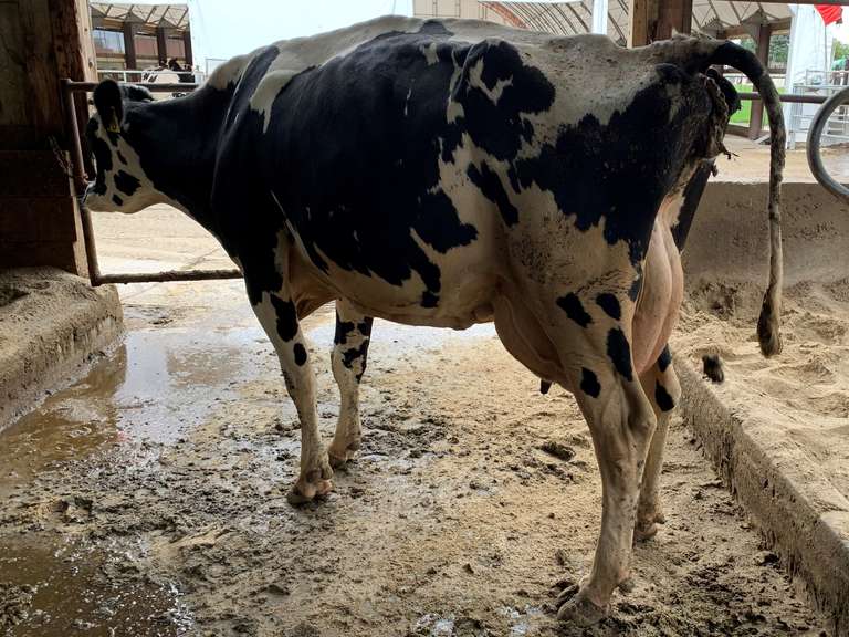 5 Fresh 4th+ Lact | Group Avg 112# Milk 75K SCC | Fresh 6-26 to 8-20, 5 Serviced | Top Cow 132#-All 100#+ | 19 23 29 1699 1966 1989