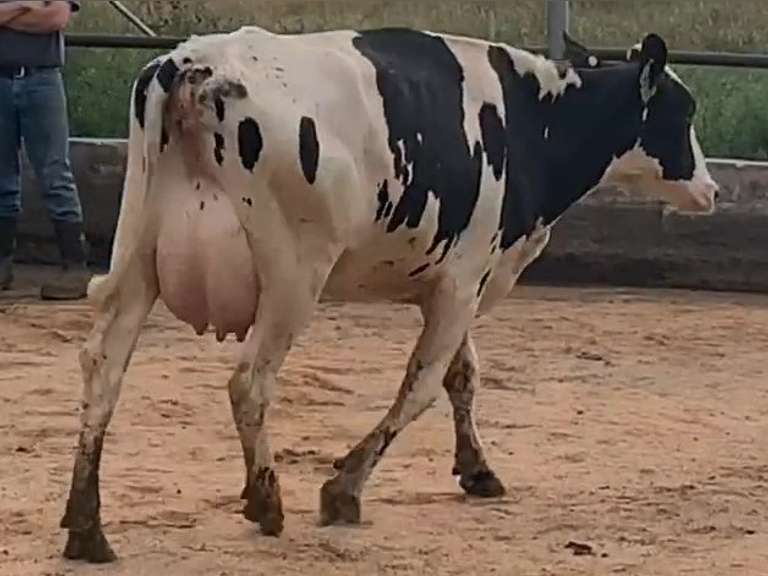 8 Fresh 1st Lact | Group Avg 75# Milk 80K SCC | Fresh 7-9 to 8-22-21| Top Heifer 88# | 512 522 558 559 560 562 563 567