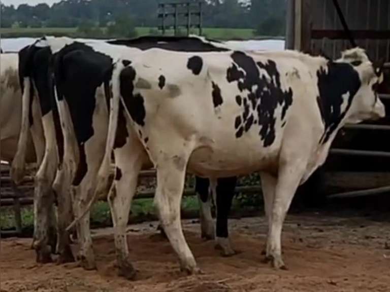 7 Heifers Due in January / December | pNM$ Avg 164 | Dams 305me Avg 31932# | 579 582 599 610 613 614 631
