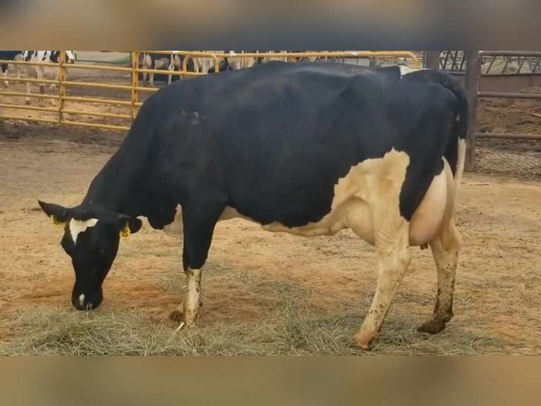 3 Preg 3rd Lact | Group Avg 93# Milk 74K SCC | Due in January | Top Cow 106# | 35 47 142
