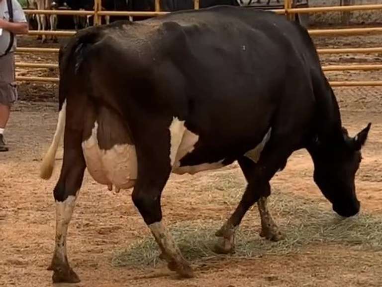 5 Preg 4th+ Lact | Group Avg 78# Milk 102K SCC | Due 1-10 to 3-5 | Top Cow 86# | 1562 1749 1885 1933 1935
