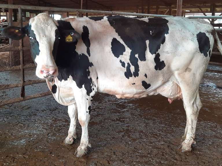 UPDATE Preg Due 5-4 | Fresh 3-2 Mkg 54# 3.5 3.4 SCC-71K 3rd Lact | 3 3 3 4 3 15 | 3 Quarter RR