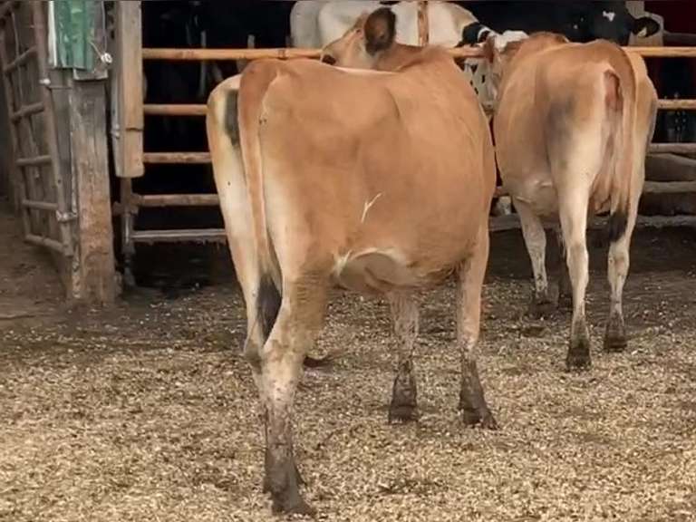Bred Heifer Due 11-1 to 200J1256 | Sire: 777J10001 Mgs: 11J1186 | Born 10-6-19