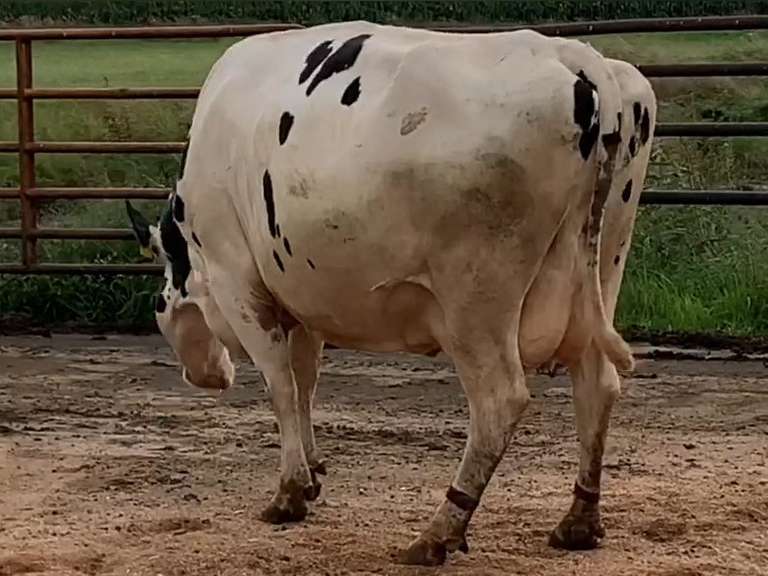 4 Dry & Dry Treated | Coming 4th Calf | Due in November | 305me Avg 29399# | 13 100 112 138