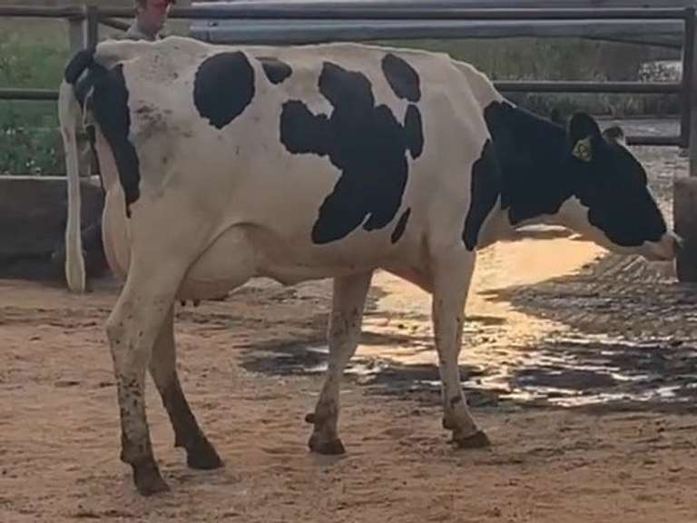 2 Serviced 1st Lact | Group Avg 90# Milk 59K SCC | Fresh in May | Top Heifer 106# | 529 530|