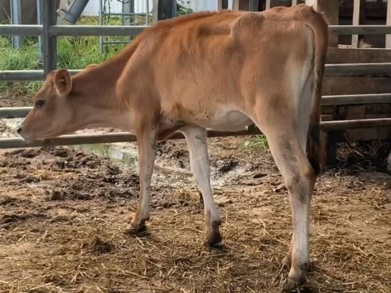 Open Heifer Born: 6-3-21 S: Winston | A2A2