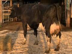 UPDATE Bred 9-9 14H7418 | Fresh 5-7 Mkg 107# 4.3 2.6 SCC-13K 5th Lact Bred 8-23 | 5 5 3 5 2 |