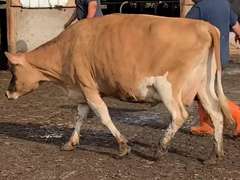 Dry & Dry Treated Due 11-15  Coming 3rd Calf |3 3 3 3 4 11 |Reverse Tilt