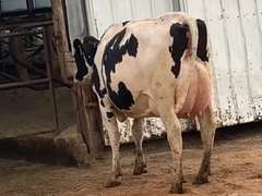 Fresh 6-29-21  Milk 108 3.3%F 2.8%P 71 SCC (K) Lact 1     305me 30947  Sire 29HO17944  Mgs 29HO13363 | 4 3 3 3 3 12 Y | 4 STAR Uddr | Slight RT & WFT