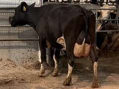 6 Serviced 3rd Lact | Group Avg 100# Milk 40K SCC | Fresh in March/April | Top Cow 114# | #171 Bred 9-29 | 115 149 151 171 188 193