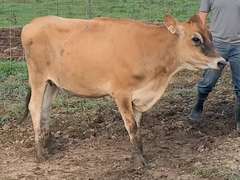 UPDATE Bred 9-3 14J1876 | Born: 4-25-20 S: Kingston | A2A2