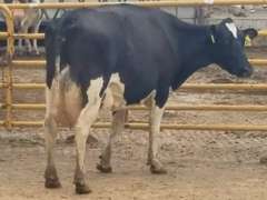 6 Serviced 3rd Lact | Group Avg 100# Milk 40K SCC | Fresh in March/April | Top Cow 114# | #171 Bred 9-29 | 115 149 151 171 188 193
