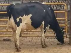 UPDATE Bred 9-29 29H19426 | Fresh 2-12-21  Milk 86 4.5%F 3.5%P 44 SCC (K) Lact 3 305me 26259  Sire 29HO16319  Mgs 29HO14450 | 4 3 4 3 2 13 Y | 4 STAR-Slight Reverse Tilt