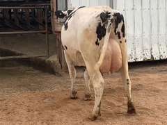 6 Preg 1st Lact Due in March | Group Avg 81# Milk 48K SCC | 410 454 461 482 497 518