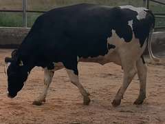 7 Preg 1st Lact Due in Janaury | Group Avg 80# Milk 50K SCC | Top Heifer 107# | 437 449 455 462 467 469 500