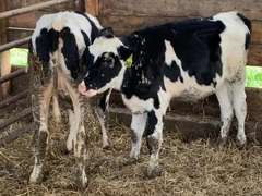 3 Holstein Open Heifers | Born 2-9 to 3-19, Est Weight 300# |  Have Some Ringworm | #2641 & #2635 POLLED | 2635  2637  2641