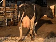 Dry & Dry Treated Due 11-11  Coming 5th Calf | 2 2 2 3 3 10 |