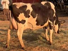 Dry & Dry Treated         Lact 1 Due 11-22 To INFOCUS 305me 39220  Sire 29HO18306  Mgs 29HO120 | 4 3 4 3 3 12 Y | 4 Star Udder-Reverse Tilt