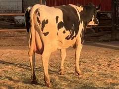 Fresh 7-8 Mkg 126# 5.1 2.9 SCC-62K 2nd Lact | 4 3 3 3 3 11 Y | Block On Foot But OK