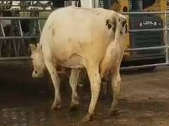 Fresh 12-6-20  Milk 100 5.5%F 3.2%P 23 SCC (K) Lact 1 Due 2-28 To INFOCUS 305me 31354   29HO18306  Mgs 29HO14450 | 3 4 4 3 3 13  | Slight Light Right Rear
