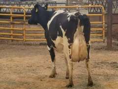 Fresh 1-7-21  Milk 88 4.3%F 3.2%P 107 SCC (K) Lact 4     305me 28987  Sire 29HO13363  Mgs 29HO10644 | 3 3 4 3 3 12  | Walk
