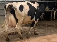 Fresh 2-21-21  Milk 92 3.9%F 3.2%P 23 SCC (K) Lact 3 Due 2-22 To INFOCUS 305me 28812  Sire 29HO14311  Mgs 529HO11255 | 3 3 3 3 2 14 Y |