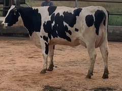 8 Fresh 1st Lact | Group Avg 75# Milk 80K SCC | Fresh 7-9 to 8-22-21| Top Heifer 88# | 512 522 558 559 560 562 563 567