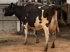 6 Serviced 3rd Lact | Group Avg 100# Milk 40K SCC | Fresh in March/April | Top Cow 114# | #171 Bred 9-29 | 115 149 151 171 188 193
